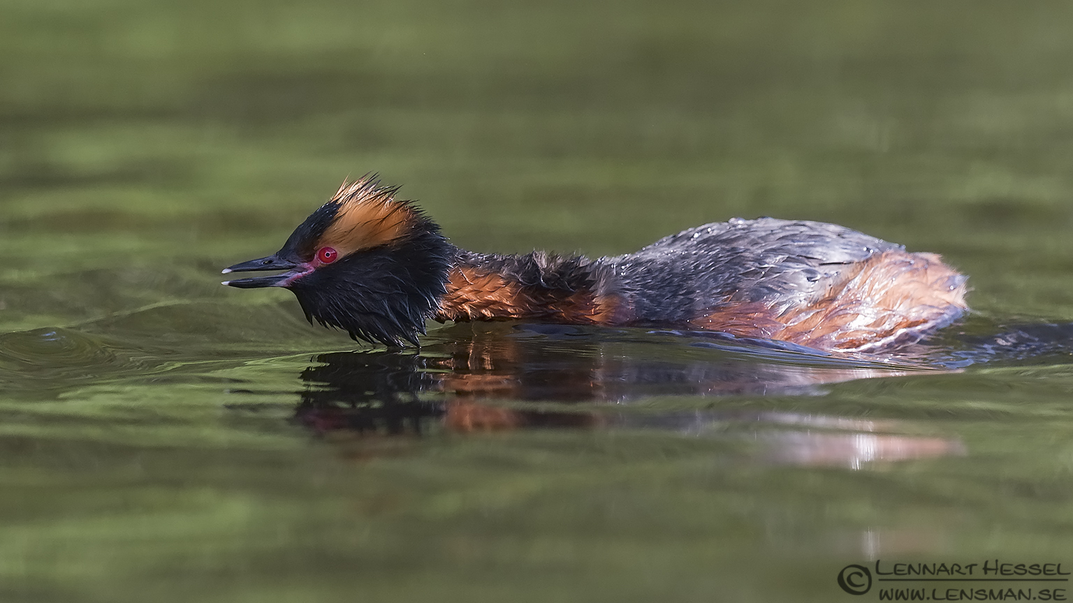 Slavonian Grebe begging