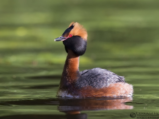 140525 Slavonian Grebe calling Slavonian Grebe