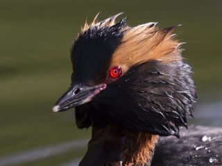 140525 Slavonian Grebe closeup Slavonian Grebe closeup