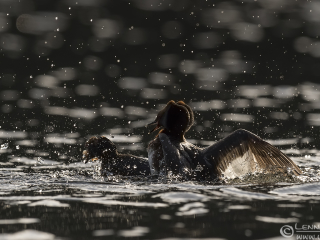 140525 Slavonian Grebe fighting Slavonian Grebe fighting