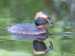 140525 Slavonian Grebe food delivery Slavonian Grebe