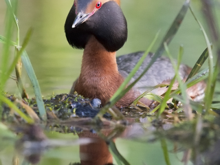140525 Slavonian Grebe in habitat Slavonian Grebe in habitat