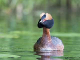 140525 Slavonian Grebe open waters Slavonian Grebe