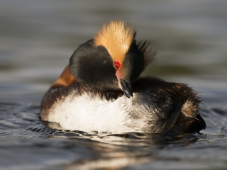 140525 Slavonian Grebe preening Slavonian Grebe preening