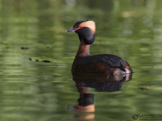 140525 Slavonian Grebe reflection Slavonian Grebe