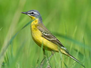 140525 Yellow Wagtail Yellow Wagtail Slavonian Grebe