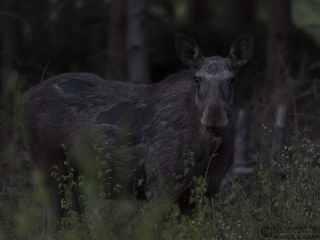 140503 Elk look Elk looking