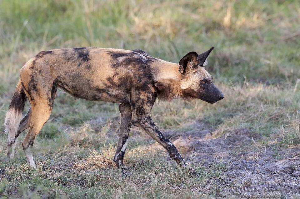 African Wild Dog Botswana Moremi Game Reserve