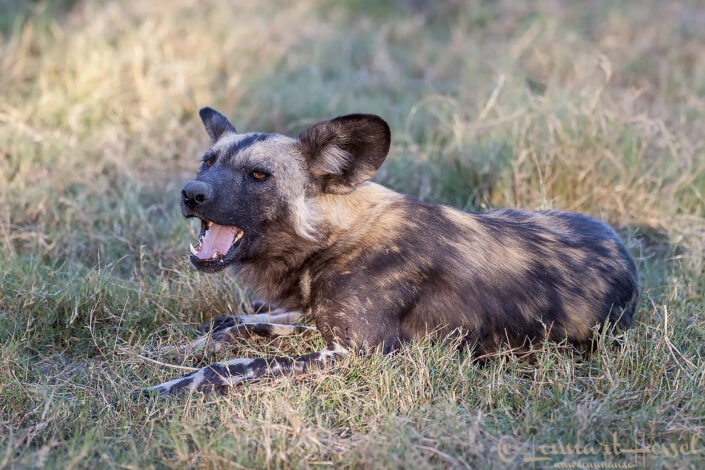 African Wild Dog Botswana Moremi Game Reserve