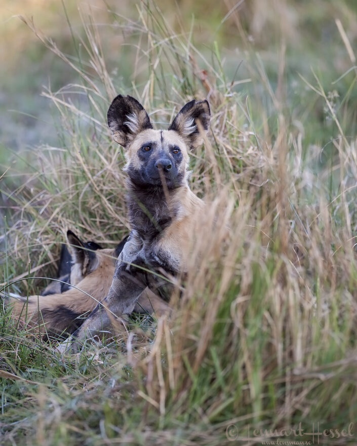 African Wild Dogs Botswana Moremi Game Reserve