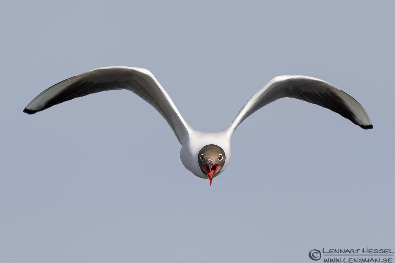 140531 Black-headed Gull shrieking Black-headed Gull Sandwich Tern