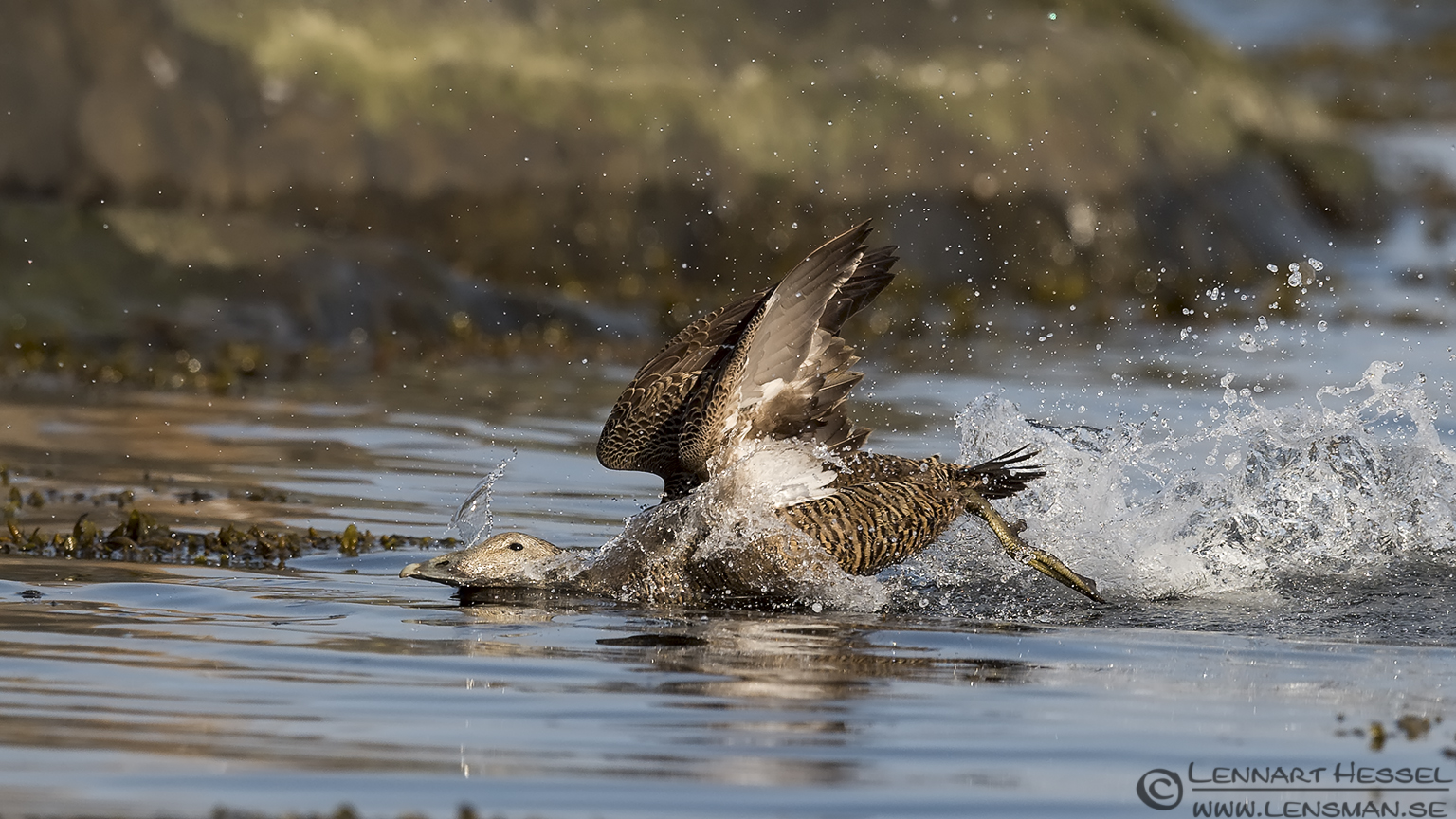 140531 Common EIder touchdown 1 Common Eider Sandwich Tern