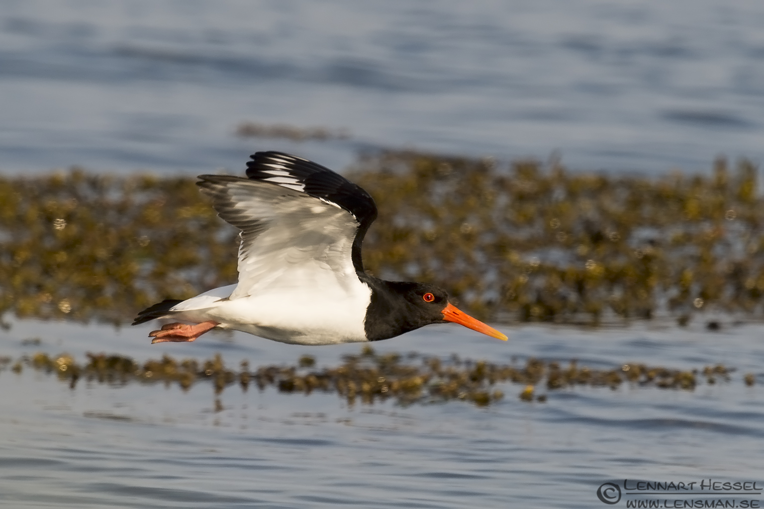 140531 Eurasian Oystercatcher flying Eurasian Oystercatcher Sandwich Tern