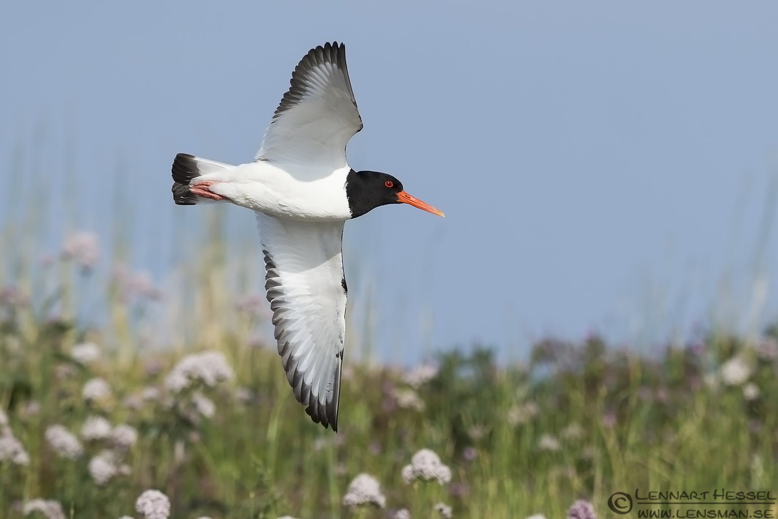 140531 Eurasian Oystercatcher in habitat Eurasian Oystercatcher Sandwich Tern