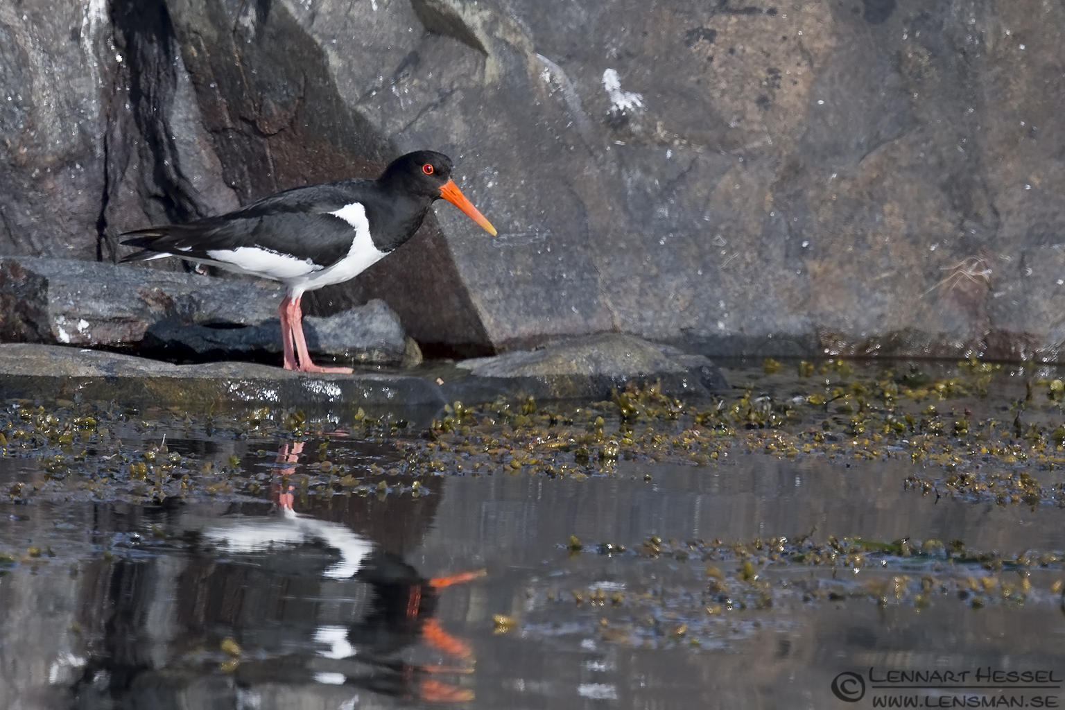 140531 Eurasian Oystercatcher reflection Eurasian Oystercatcher Sandwich Tern