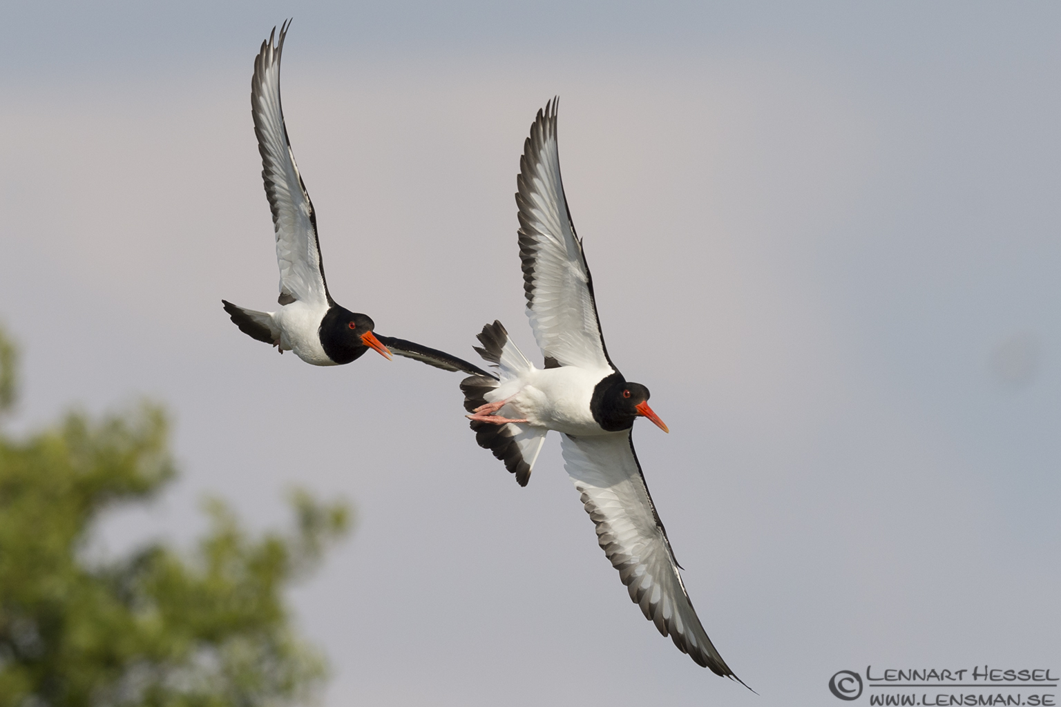 140531 Eurasian Oystercatchers Eurasian Oystercatchers Sandwich Tern