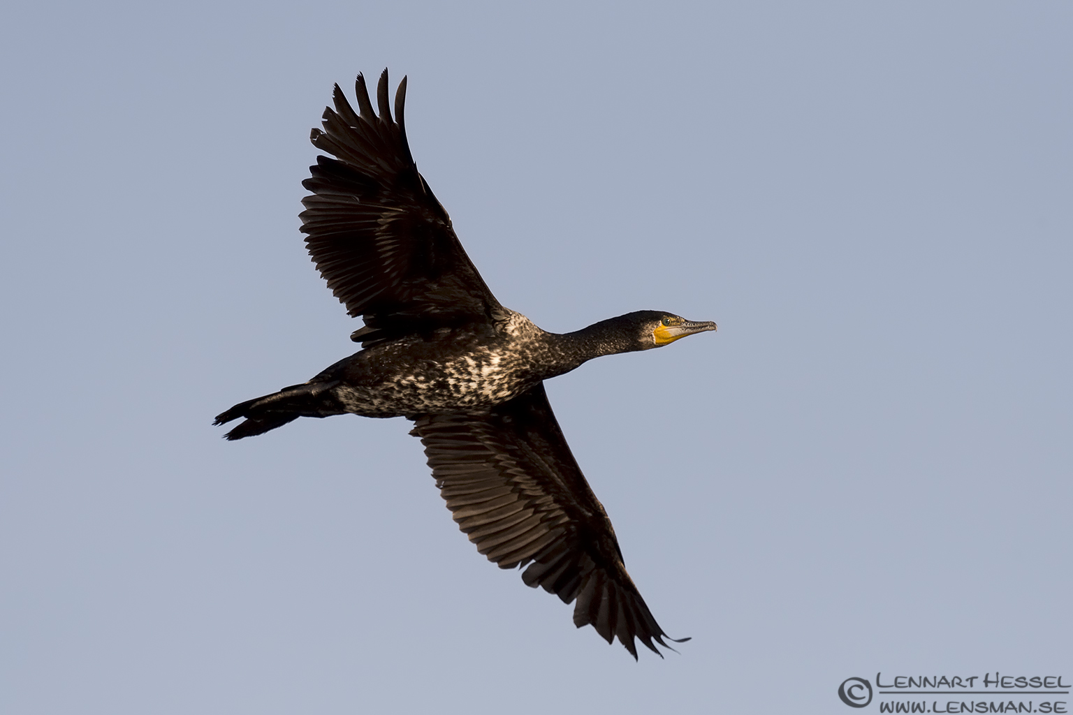 140531 Great Cormorant Great Cormorant Sandwich Tern