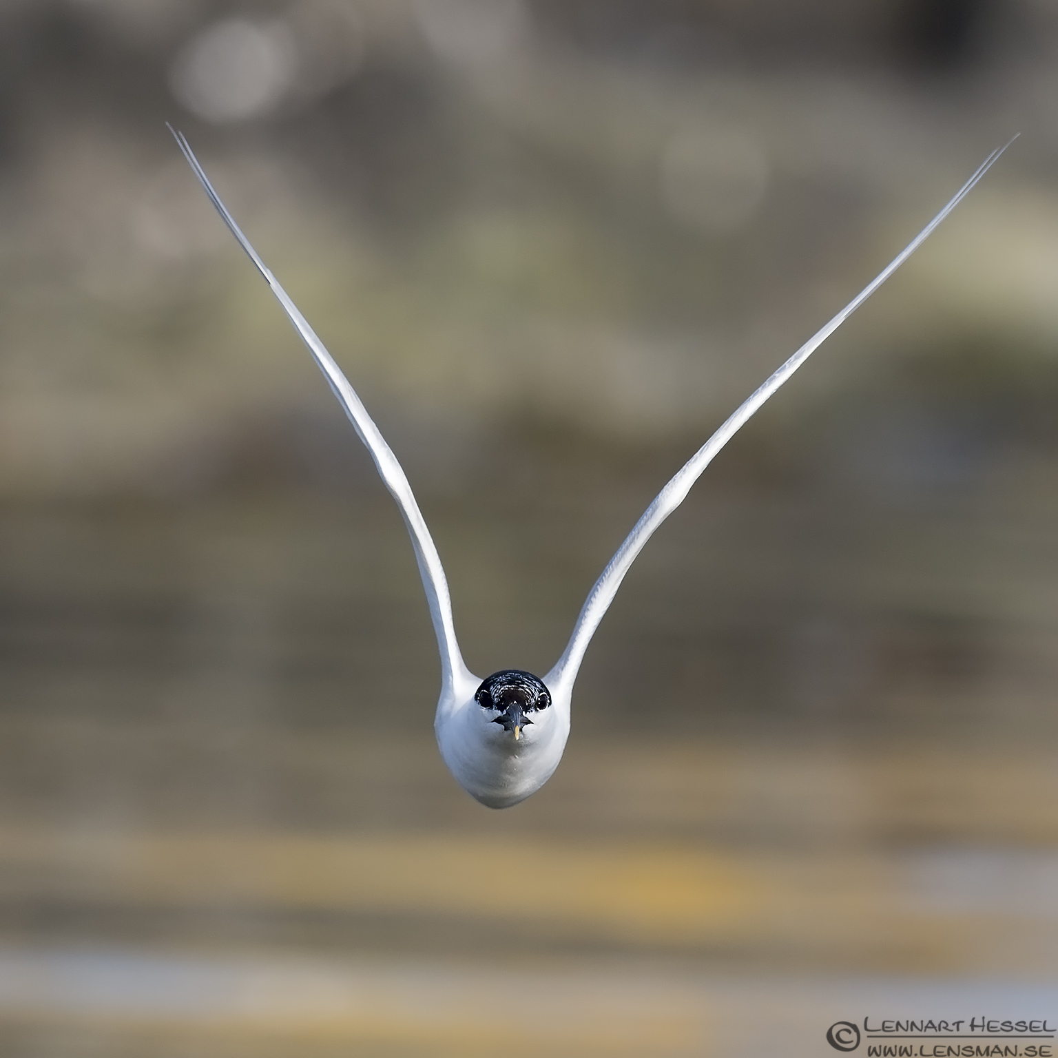140531 Sandwich Tern coming at ya Sandwich Tern