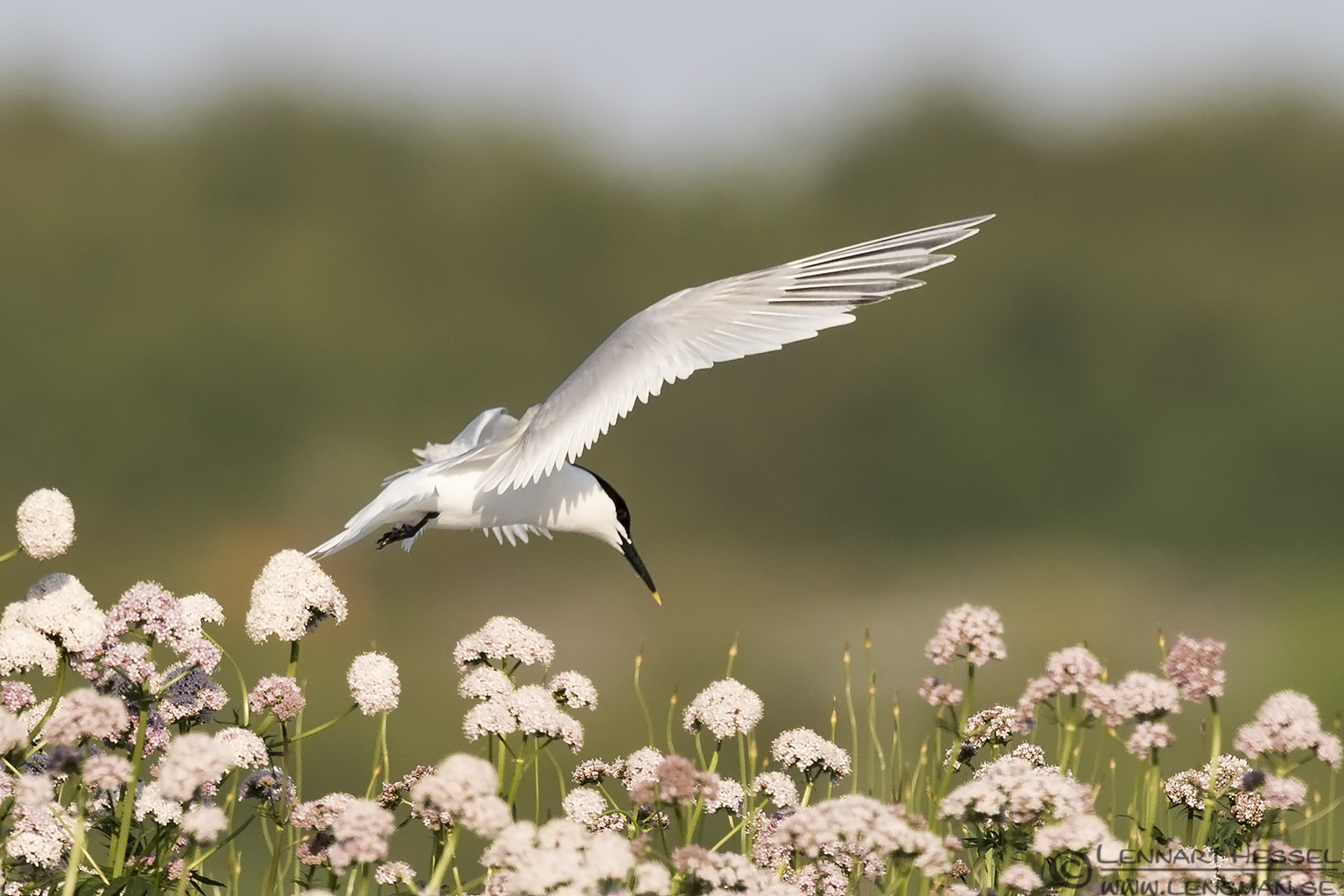 140531 Sandwich Tern landing Sandwich Tern