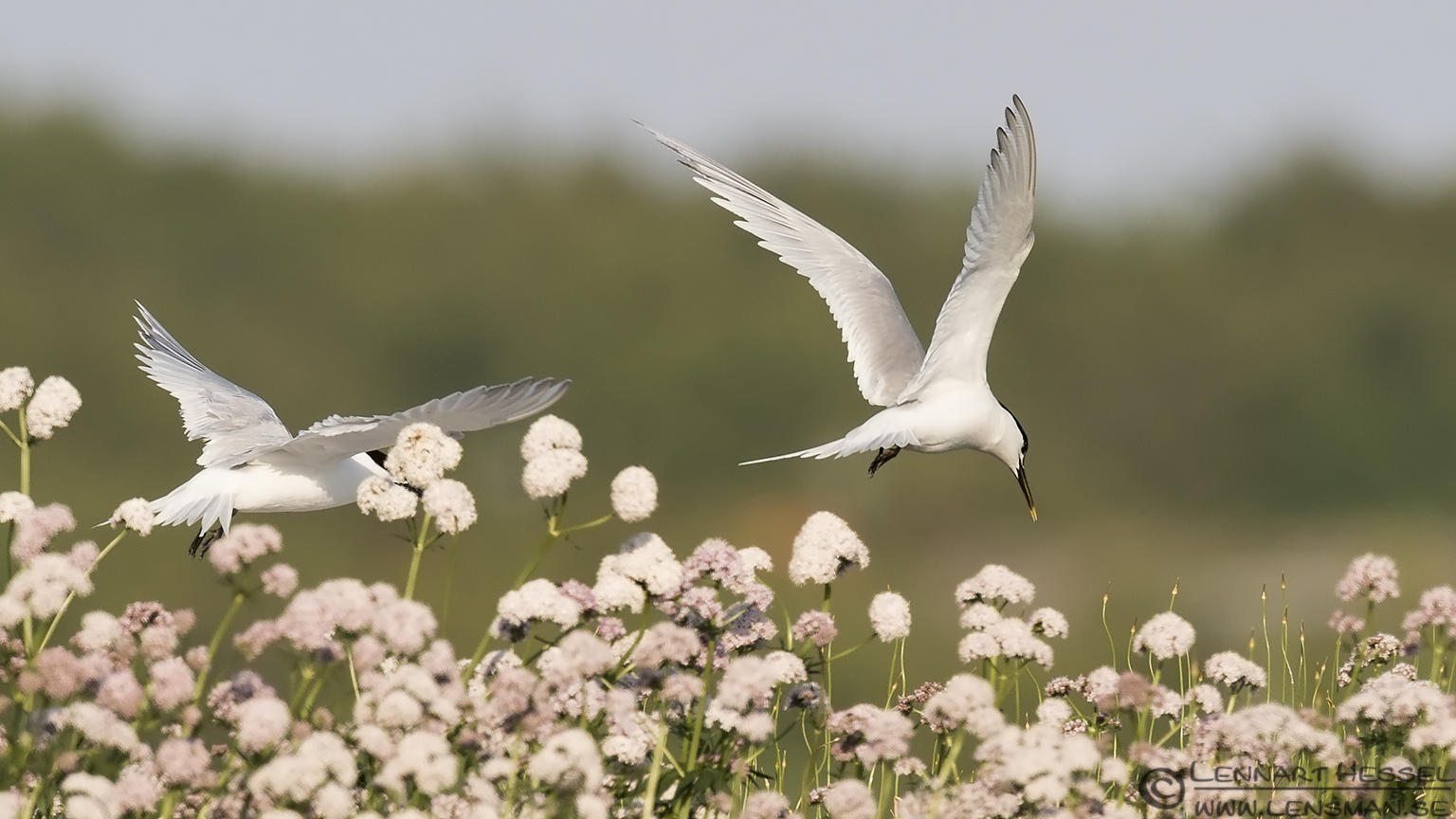 140531 Sandwich Terns in habitat Sandwich Tern