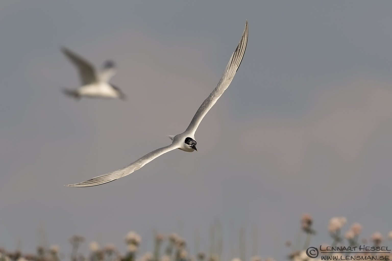 140531 Sandwich Terns Sandwich Tern
