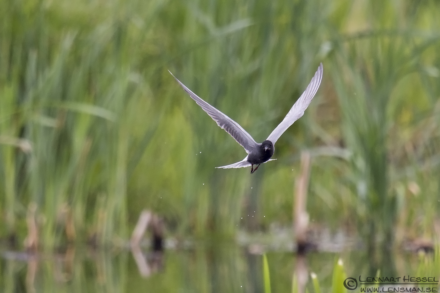 140606 Black Tern waterdrops Black Tern