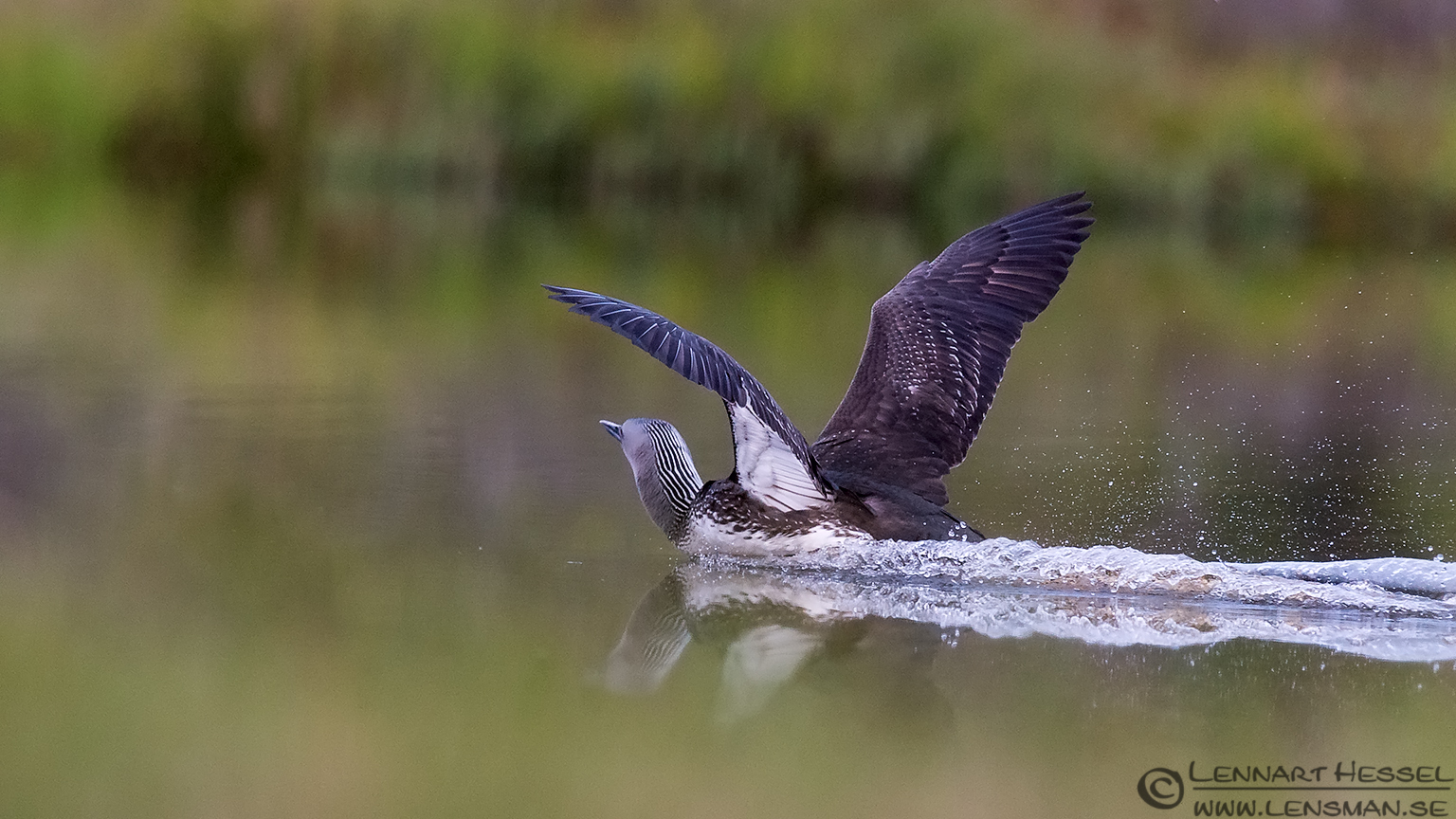 140606 Red-throated Diver landing Red-throated Diver
