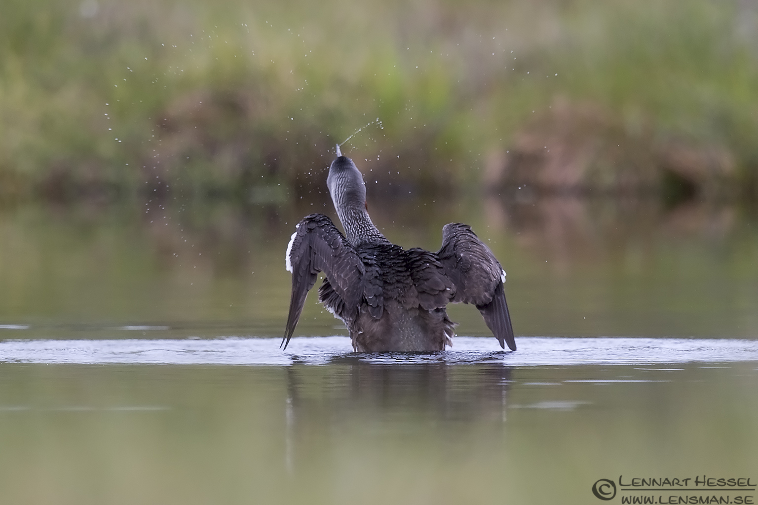 140606 Red-throated Diver shaking Red-throated Diver