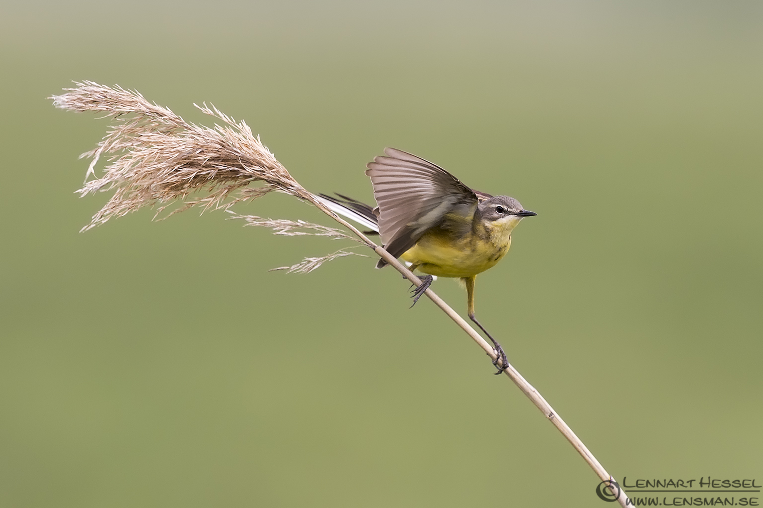 140606 Yellow Wagtail Yellow Wagtail Black Tern