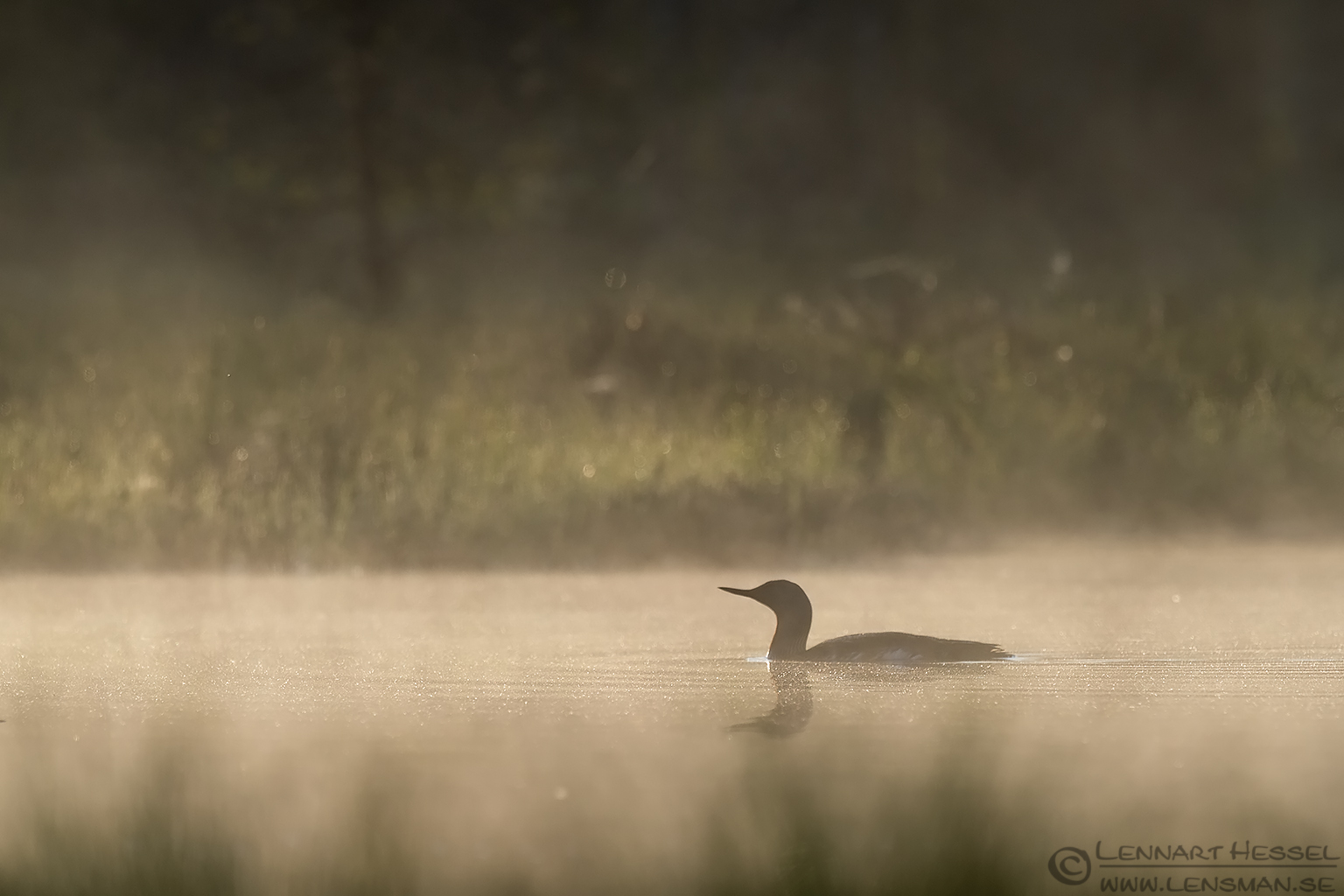 140607 Red-throated Diver backlight Red-throated Diver