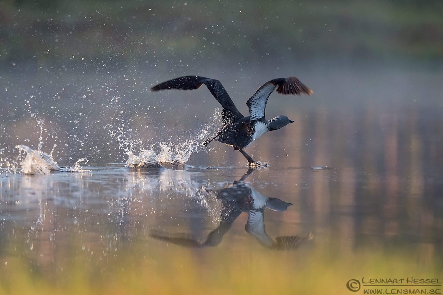 140607 Red-throated Diver running Red-throated Diver