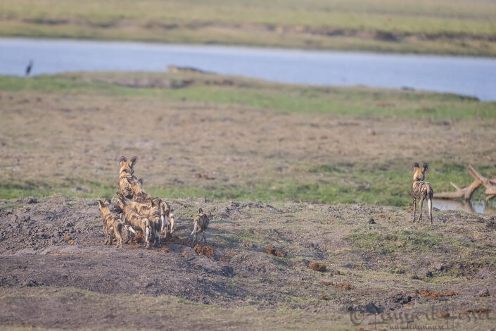 111018 African Wild Dog family African Wild Dog