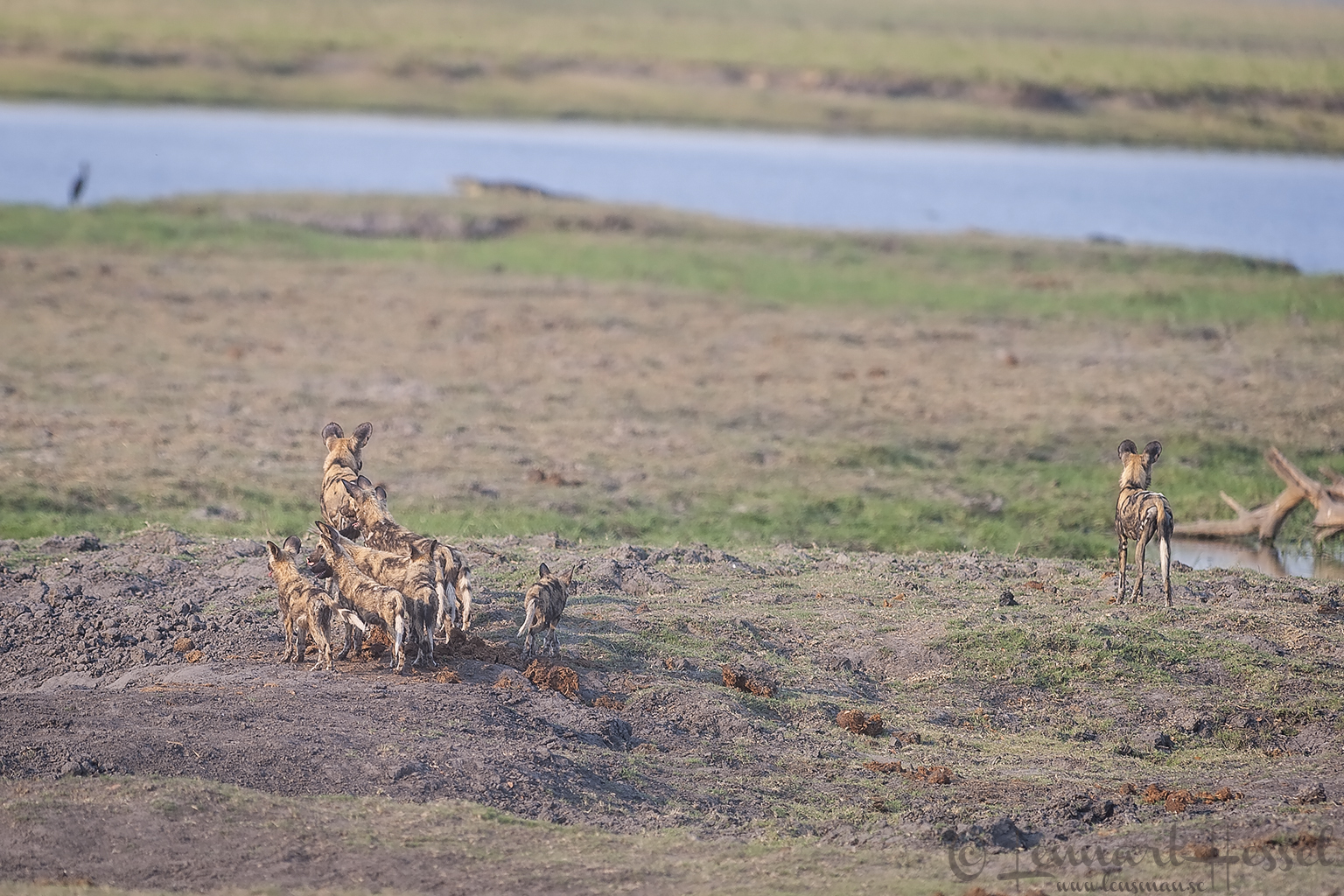 African Wild Dog