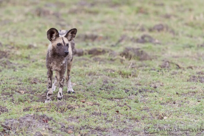 111018 African Wild Dog pup African Wild Dog