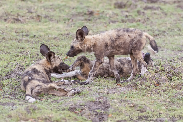 111018 African Wild Dog pups African Wild Dog