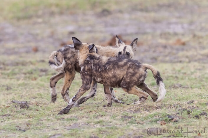 111018 African Wild Dog pups playing African Wild Dog