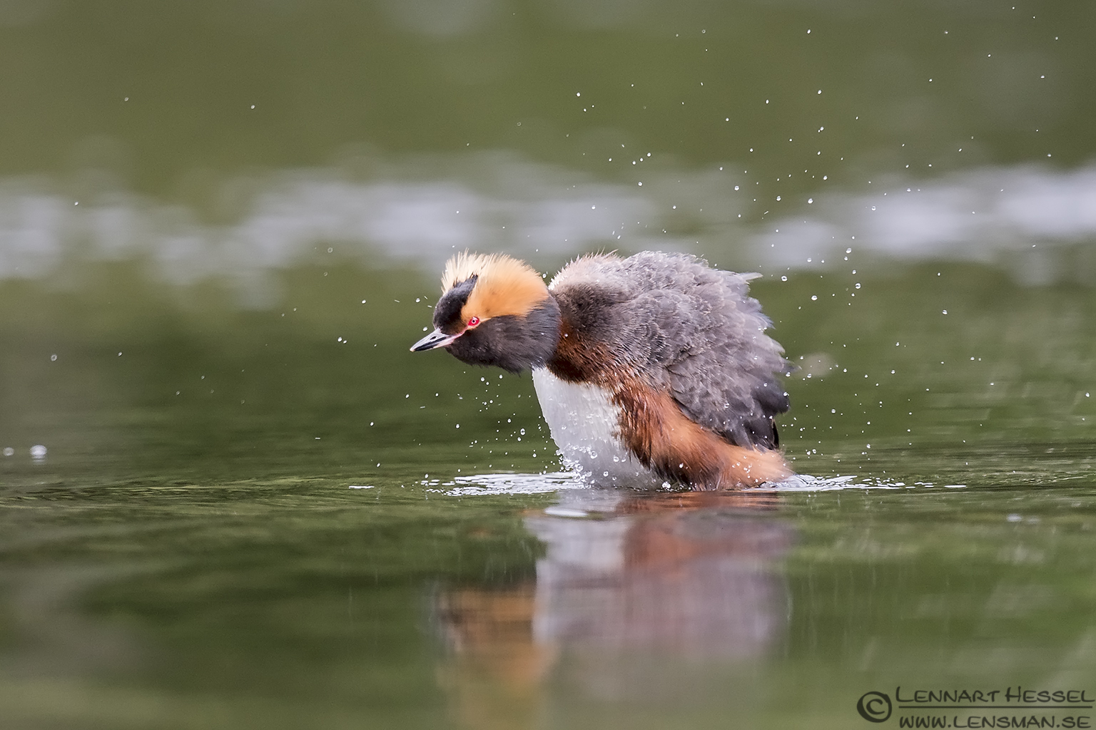 Slavonian Grebe