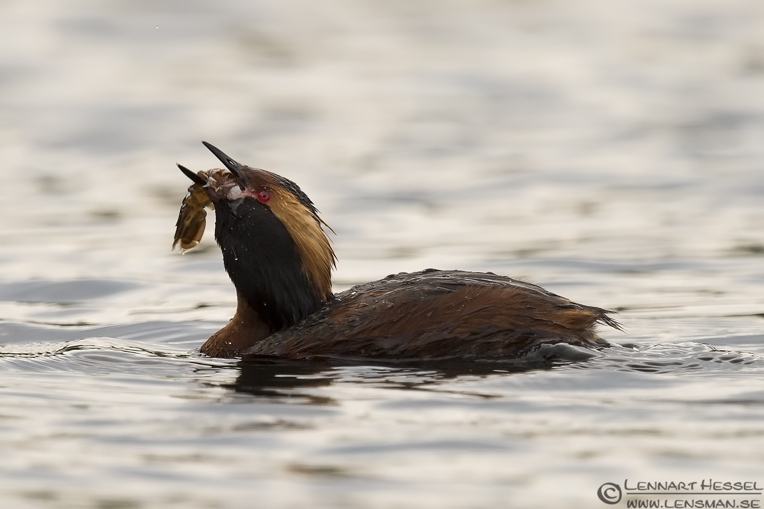 140705 Slavonian Grebe swallowing the food Slavonian Grebe