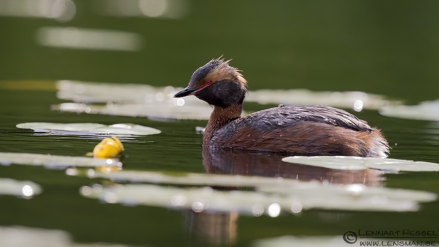 140705 Slavonian Grebe wet Slavonian Grebe