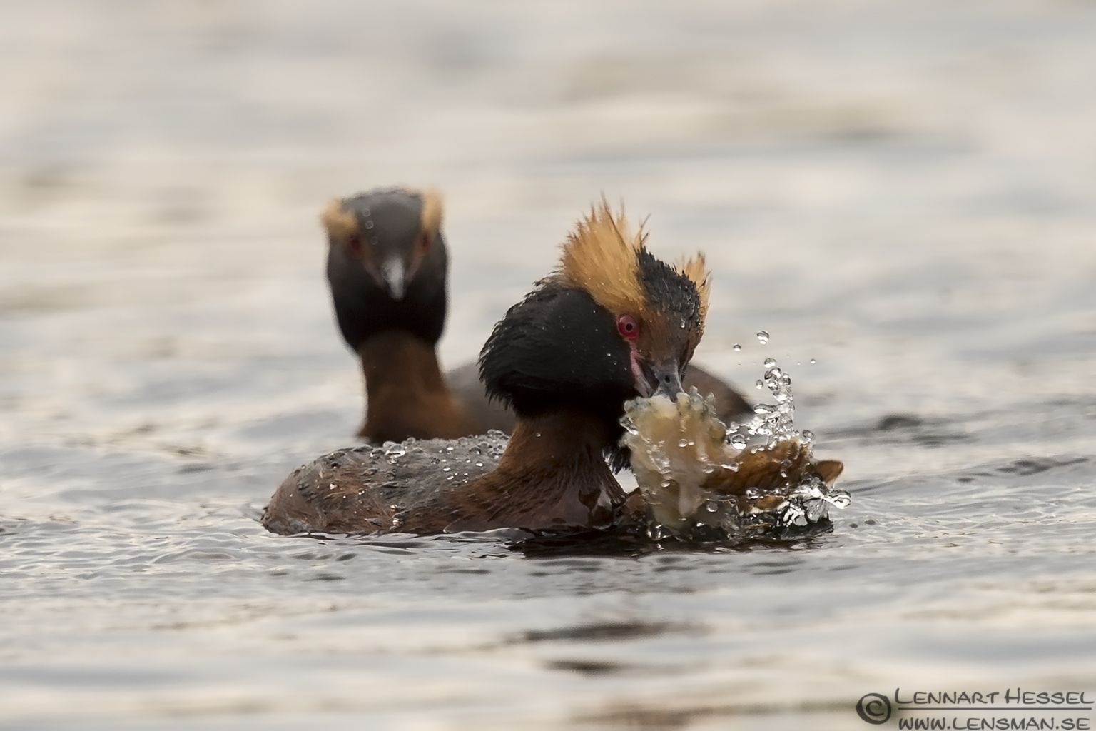 140705 Slavonian Grebes with food Slavonian Grebes