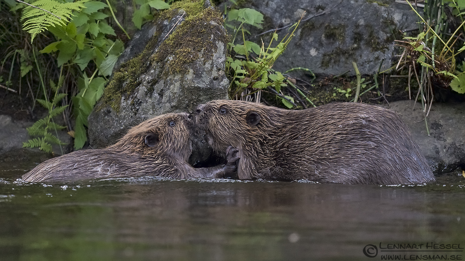 140709 Eurasian Beaver hold Eurasian Beaver creek
