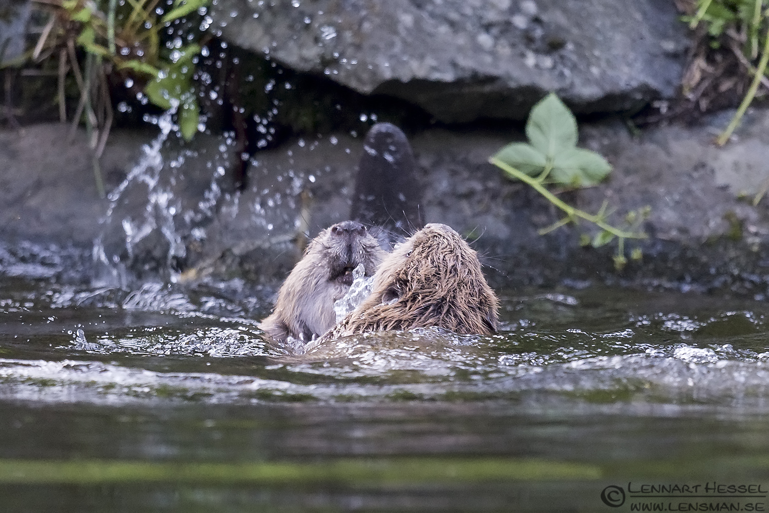 140709 Eurasian Beaver juveniles fight Eurasian Beaver creek