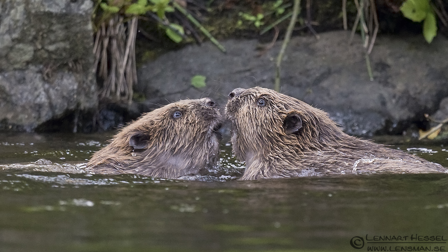 140709 Eurasian Beaver kiss Eurasian Beaver creek