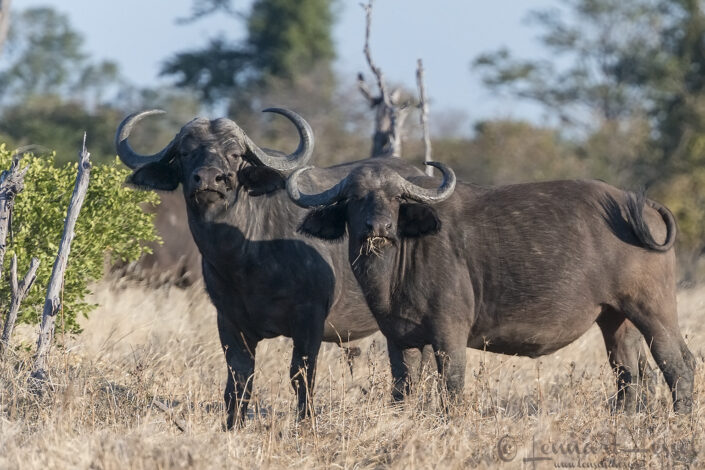 140714 Cape Buffalos Cape Buffalos Mana Pools National Park