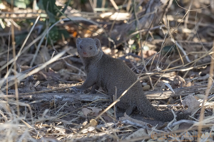 140714 Dwarf Mongoose Dwarf Mongoose Mana Pools National Park, Zimbabwe