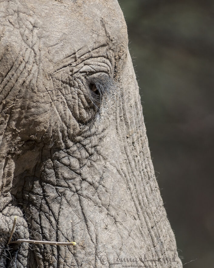 140714 Elephant eye Elephant eye Mana Pools National Park, Zimbabwe