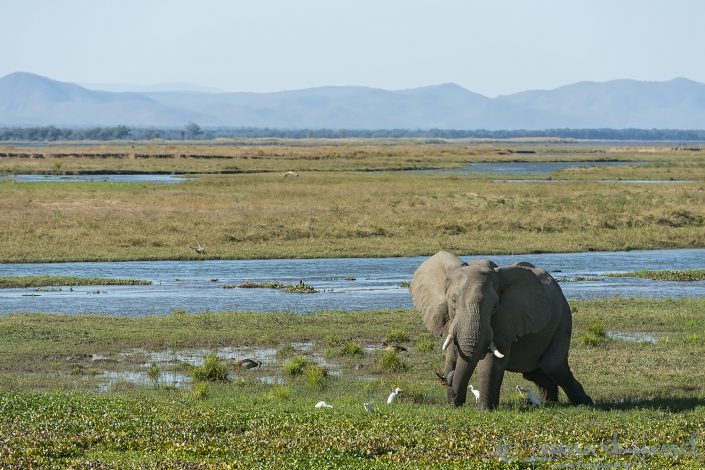 140714 Elephant in habitat Elephant in habitat Mana Pools National Park