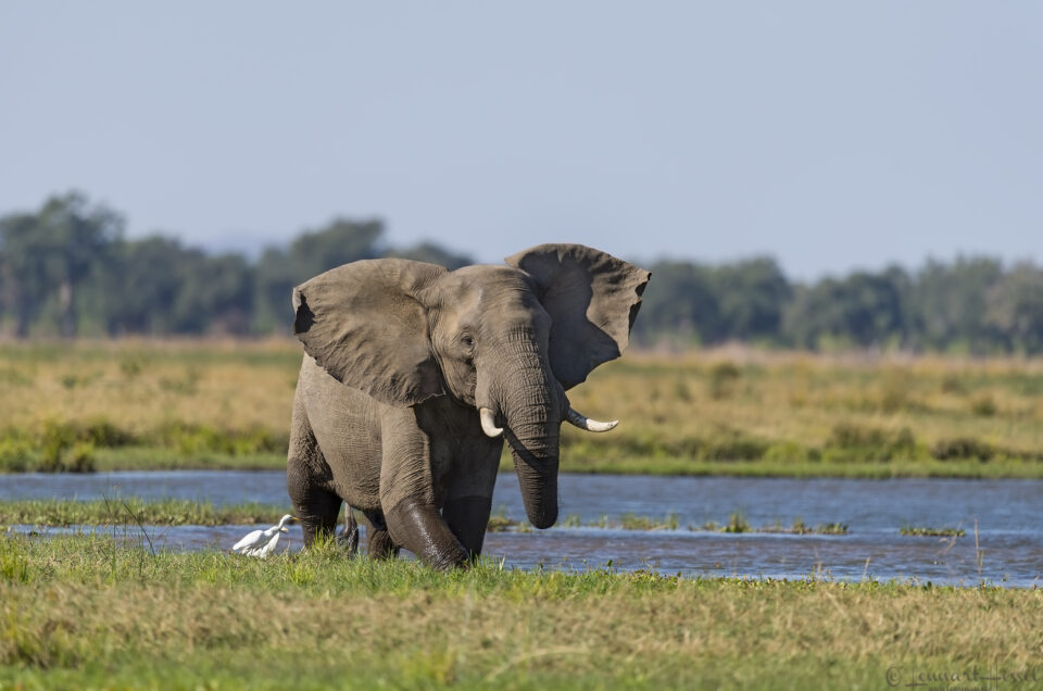 Elephant in the water Mana Pools National Park, Zimbabwe