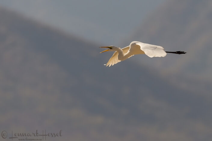 140714 Great White Egret Great White Egret Mana Pools National Park, Zimbabwe