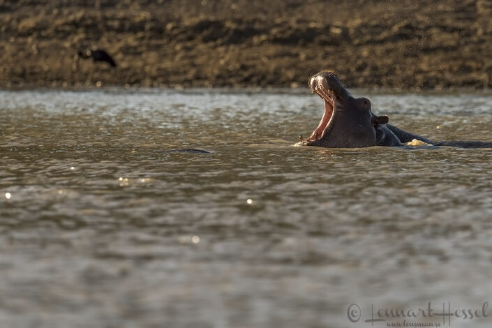 140714 Hippo Hippo Mana Pools National Park, Zimbabwe